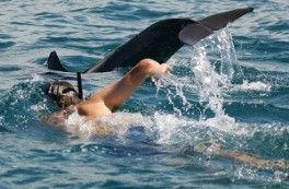 Dolphin Tour zanzibar