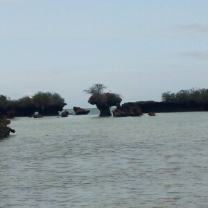 safari tour in Zanzibar